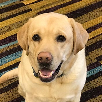 Buddy, Office Mascot