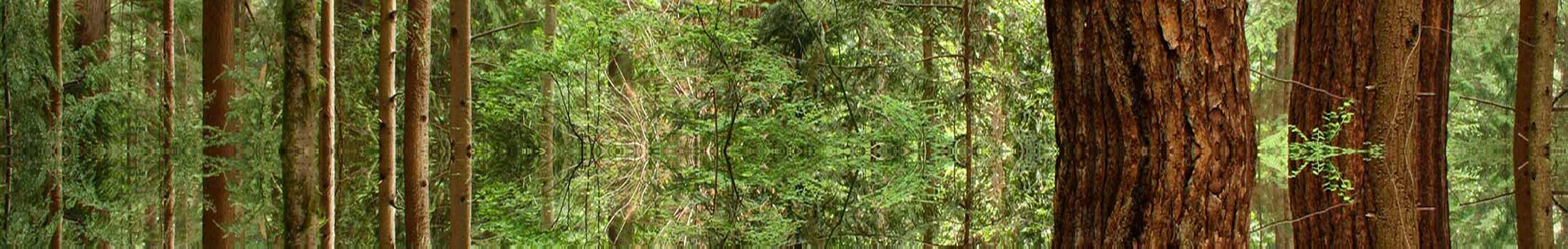 Standing pine, the resource the whole book comes out of