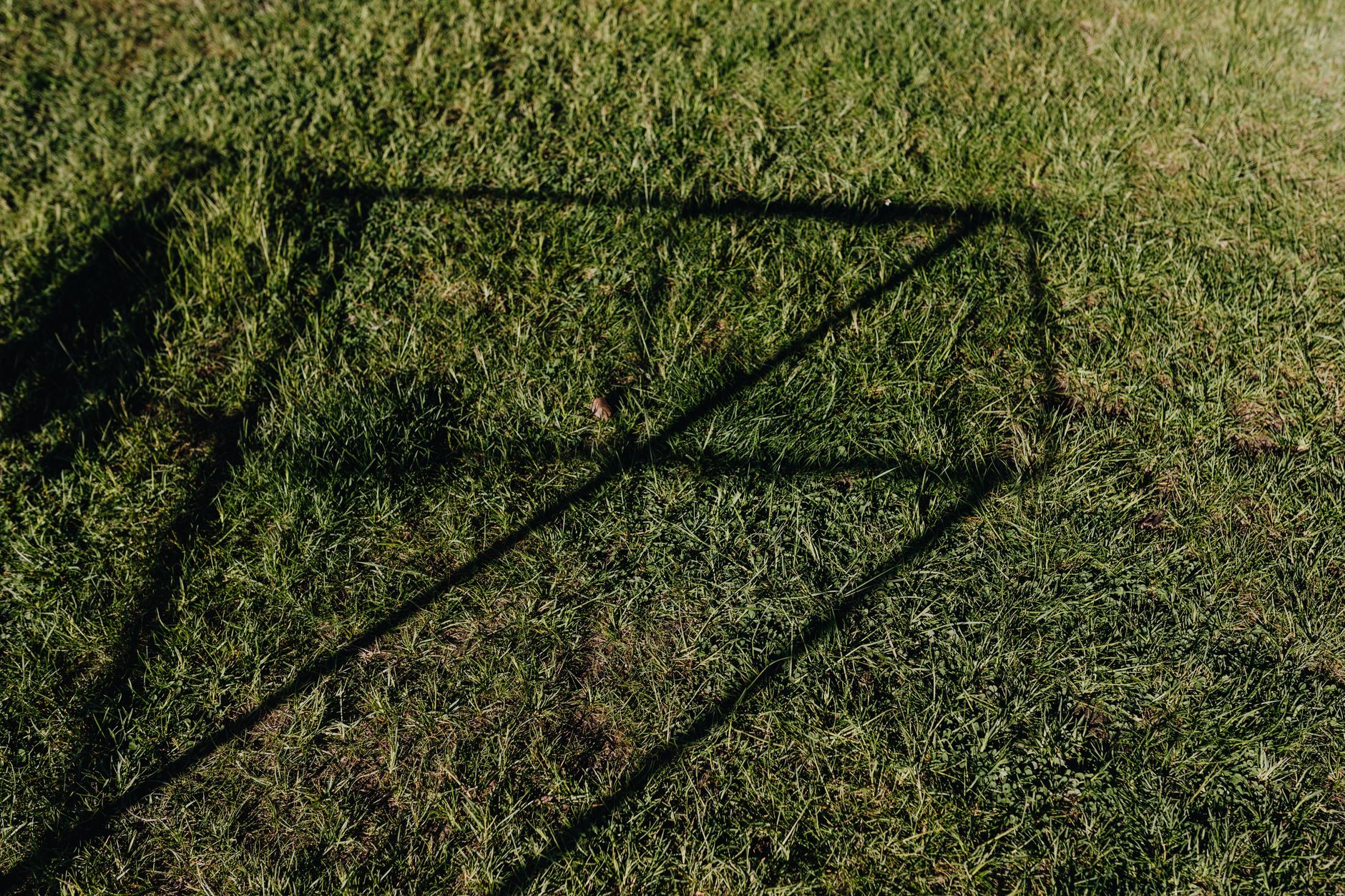 Close-up of dense green grass