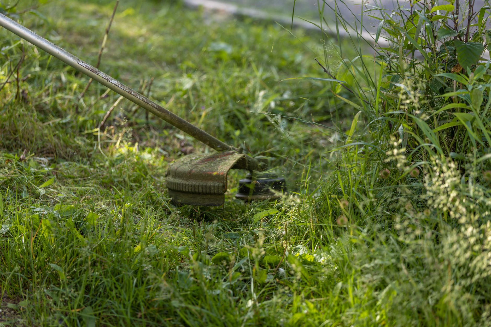 String trimmer cutting through thick green grass, close up