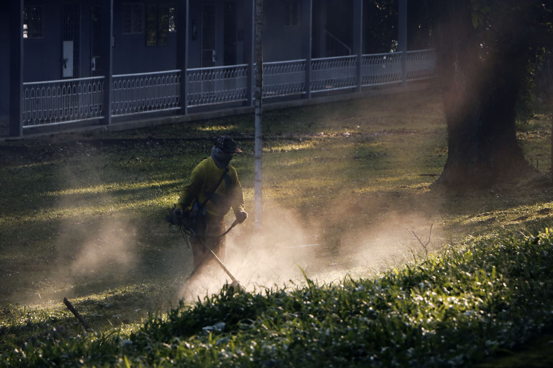 Worker edging and blowing a walkway clear in backlit dust under a big tree