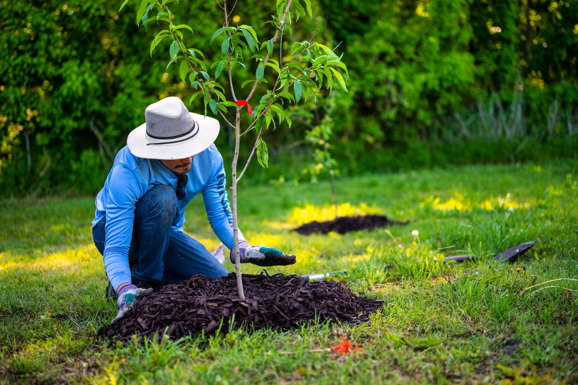 Person in a sun hat kneeling to plant a young tree in fresh mulch