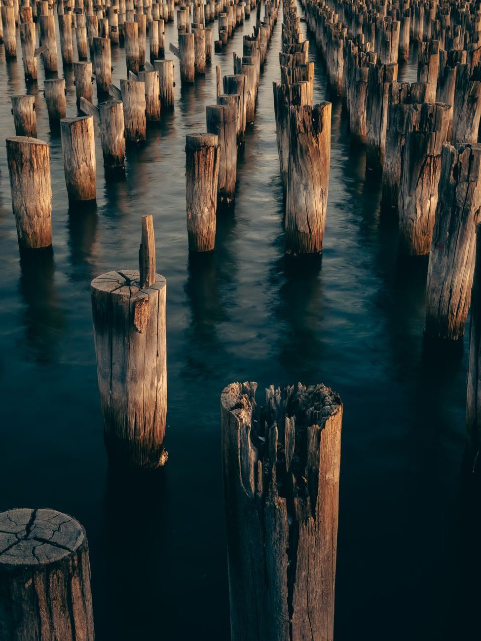 Field of cut-off timber pilings standing in shallow water off a shoreline