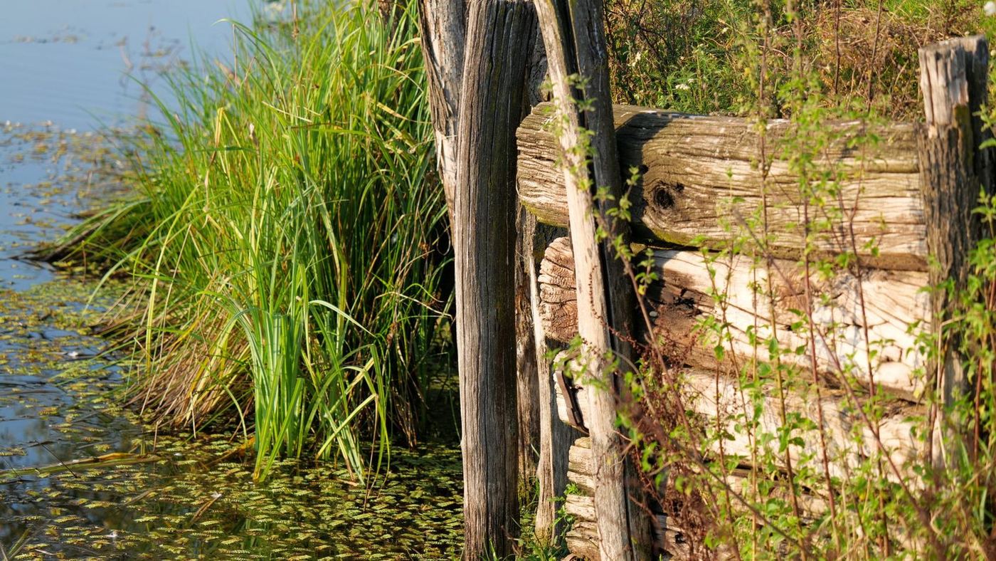 Weathered timber bulkhead posts holding a grassy bank back from the water
